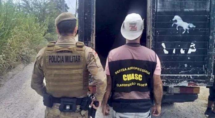 Policiais militares ao lado de caminhão utilizado no transporte de animais recolhidos em ações contra a Farra do Boi em Santa Catarina.