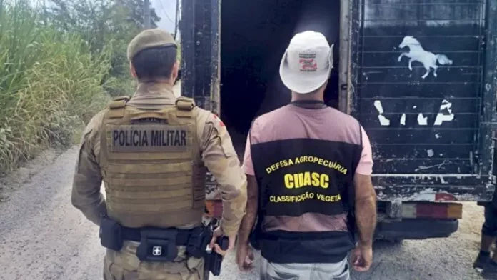 farra-do-boi-3 (1) Policiais militares ao lado de caminhão utilizado no transporte de animais recolhidos em ações contra a Farra do Boi em Santa Catarina.