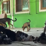 Dibea resgata 28 cães vítimas de maus-tratos no Rio Tavares, em Florianópolis Cães vítimas de maus-tratos resgatados pela Dibea no bairro Rio Tavares, em Florianópolis.
