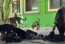 Dibea resgata 28 cães vítimas de maus-tratos no Rio Tavares, em Florianópolis Cães vítimas de maus-tratos resgatados pela Dibea no bairro Rio Tavares, em Florianópolis.