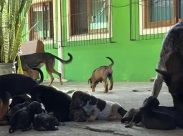 Dibea resgata 28 cães vítimas de maus-tratos no Rio Tavares, em Florianópolis Cães vítimas de maus-tratos resgatados pela Dibea no bairro Rio Tavares, em Florianópolis.