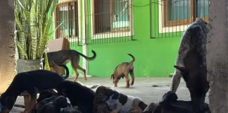 Cães vítimas de maus-tratos resgatados pela Dibea no bairro Rio Tavares, em Florianópolis.