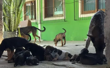Dibea resgata 28 cães vítimas de maus-tratos no Rio Tavares, em Florianópolis Cães vítimas de maus-tratos resgatados pela Dibea no bairro Rio Tavares, em Florianópolis.