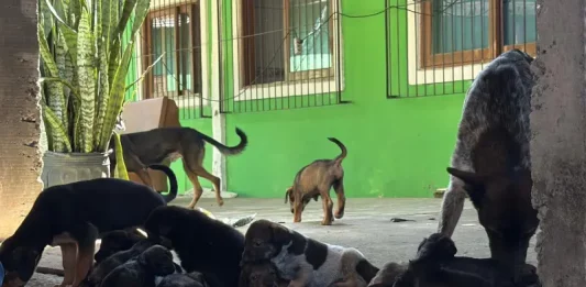Dibea resgata 28 cães vítimas de maus-tratos no Rio Tavares, em Florianópolis Cães vítimas de maus-tratos resgatados pela Dibea no bairro Rio Tavares, em Florianópolis.