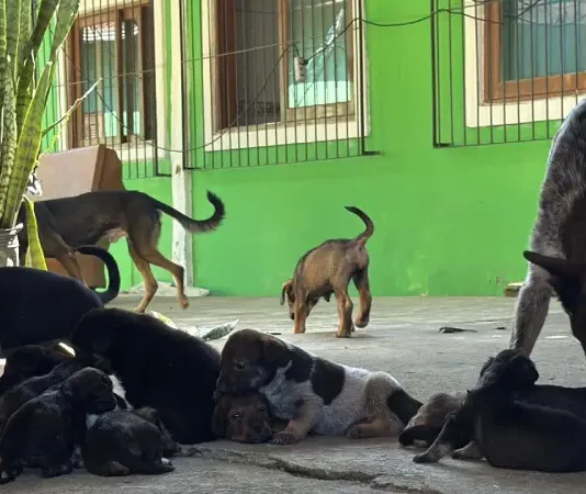 Dibea resgata 28 cães vítimas de maus-tratos no Rio Tavares, em Florianópolis Cães vítimas de maus-tratos resgatados pela Dibea no bairro Rio Tavares, em Florianópolis.