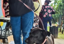 Cão preto com guia ao lado do tutor em calçada, exemplo de condução correta para evitar cães soltos em vias públicas.