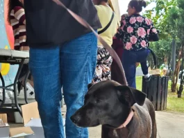 Cão preto com guia ao lado do tutor em calçada, exemplo de condução correta para evitar cães soltos em vias públicas.