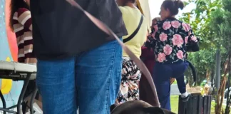 Cão preto com guia ao lado do tutor em calçada, exemplo de condução correta para evitar cães soltos em vias públicas.