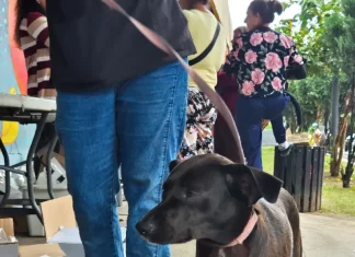Cão preto com guia ao lado do tutor em calçada, exemplo de condução correta para evitar cães soltos em vias públicas.