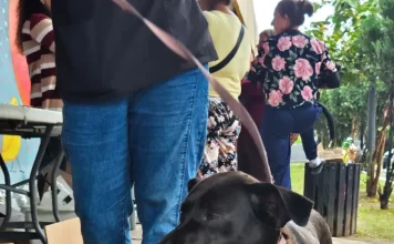 Cão preto com guia ao lado do tutor em calçada, exemplo de condução correta para evitar cães soltos em vias públicas.