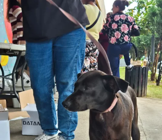 Cão preto com guia ao lado do tutor em calçada, exemplo de condução correta para evitar cães soltos em vias públicas.