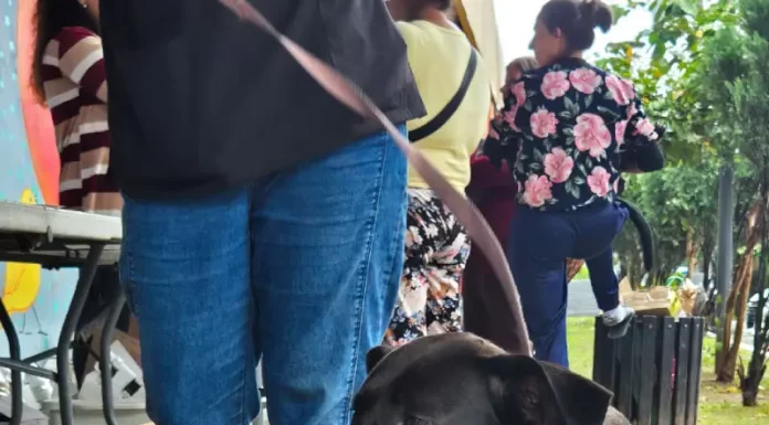 Cão preto com guia ao lado do tutor em calçada, exemplo de condução correta para evitar cães soltos em vias públicas.