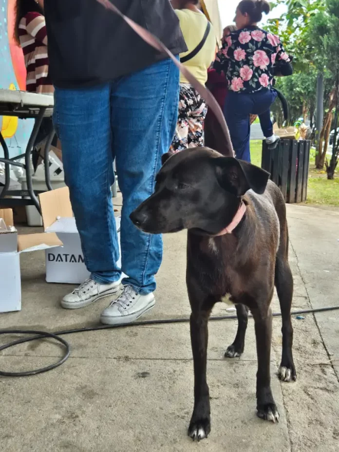Cão preto com guia ao lado do tutor em calçada, exemplo de condução correta para evitar cães soltos em vias públicas.