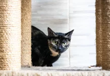 Florianópolis abre 150 vagas em mutirão de castração gratuita para gatos no Morro do Horácio Gato sendo preparado para mutirão de castração, ação que incentiva o controle populacional e o bem-estar animal