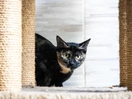 Florianópolis abre 150 vagas em mutirão de castração gratuita para gatos no Morro do Horácio Gato sendo preparado para mutirão de castração, ação que incentiva o controle populacional e o bem-estar animal