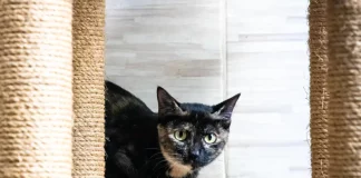 Gato sendo preparado para mutirão de castração, ação que incentiva o controle populacional e o bem-estar animal