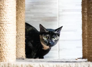 Florianópolis abre 150 vagas em mutirão de castração gratuita para gatos no Morro do Horácio Gato sendo preparado para mutirão de castração, ação que incentiva o controle populacional e o bem-estar animal