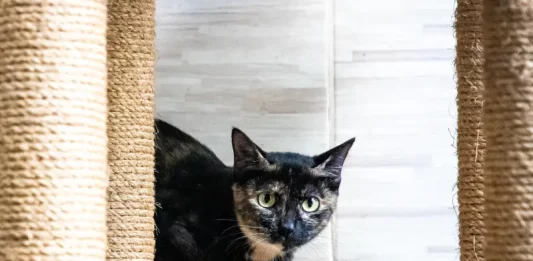 Gato sendo preparado para mutirão de castração, ação que incentiva o controle populacional e o bem-estar animal