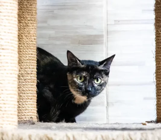 Gato sendo preparado para mutirão de castração, ação que incentiva o controle populacional e o bem-estar animal