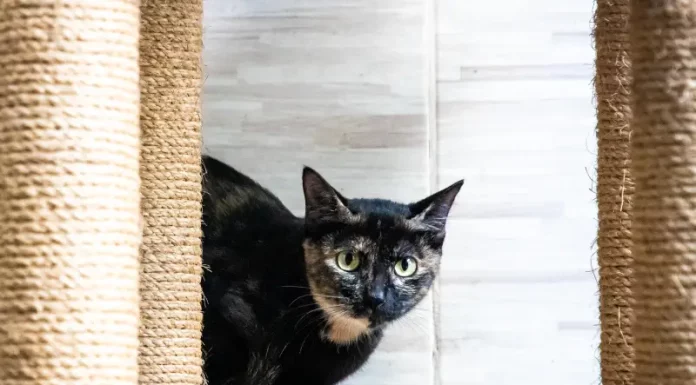 Florianópolis abre 150 vagas em mutirão de castração gratuita para gatos no Morro do Horácio Gato sendo preparado para mutirão de castração, ação que incentiva o controle populacional e o bem-estar animal