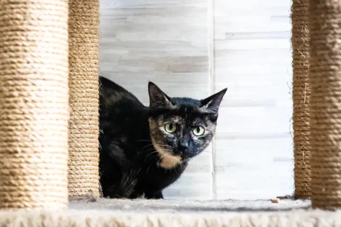 castracao-gatos-florianópolis Gato sendo preparado para mutirão de castração, ação que incentiva o controle populacional e o bem-estar animal