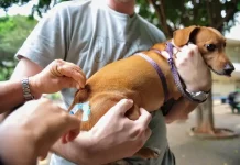 Tutor segura cachorro enquanto veterinário aplica vacina durante ação gratuita de vacinação em São José
