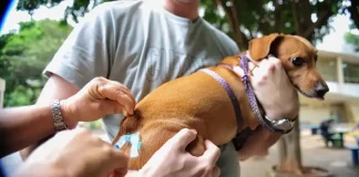 Tutor segura cachorro enquanto veterinário aplica vacina durante ação gratuita de vacinação em São José