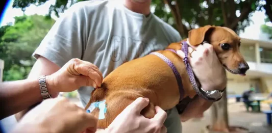 Tutor segura cachorro enquanto veterinário aplica vacina durante ação gratuita de vacinação em São José