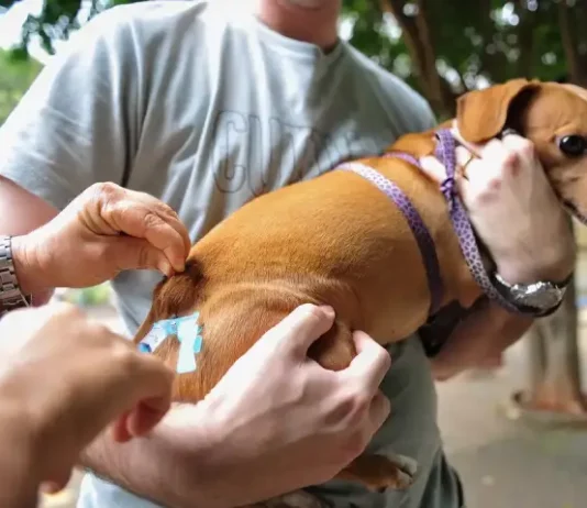 Tutor segura cachorro enquanto veterinário aplica vacina durante ação gratuita de vacinação em São José