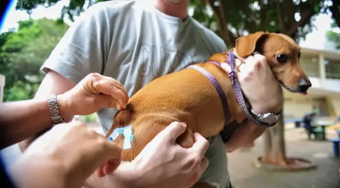 São José oferece vacinação gratuita para cães e gatos neste sábado (28) Tutor segura cachorro enquanto veterinário aplica vacina durante ação gratuita de vacinação em São José