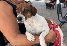 Tutora segura cachorro no colo durante ação do Abril Laranja em Santa Catarina