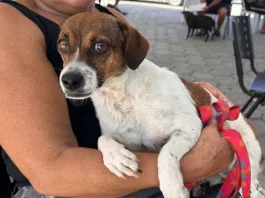 Tutora segura cachorro no colo durante ação do Abril Laranja em Santa Catarina