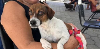 Tutora segura cachorro no colo durante ação do Abril Laranja em Santa Catarina
