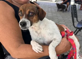 Tutora segura cachorro no colo durante ação do Abril Laranja em Santa Catarina