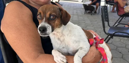 Tutora segura cachorro no colo durante ação do Abril Laranja em Santa Catarina