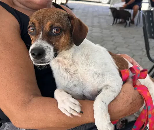 Tutora segura cachorro no colo durante ação do Abril Laranja em Santa Catarina