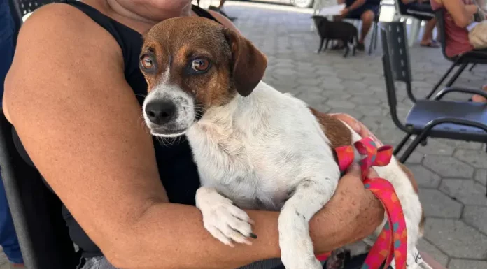 Tutora segura cachorro no colo durante ação do Abril Laranja em Santa Catarina