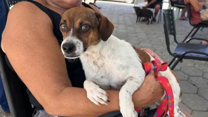 Tutora segura cachorro no colo durante ação do Abril Laranja em Santa Catarina