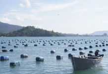 Cultivo de ostras em área de maricultura no litoral de Santa Catarina, com estruturas flutuantes distribuídas na água e embarcação de apoio, ilustrando a atividade produtiva beneficiada por crédito emergencial.