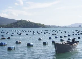 Governo de SC anuncia crédito emergencial para produtores de ostras após perdas na produção Cultivo de ostras em área de maricultura no litoral de Santa Catarina, com estruturas flutuantes distribuídas na água e embarcação de apoio, ilustrando a atividade produtiva beneficiada por crédito emergencial.