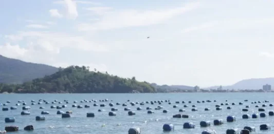 Cultivo de ostras em área de maricultura no litoral de Santa Catarina, com estruturas flutuantes distribuídas na água e embarcação de apoio, ilustrando a atividade produtiva beneficiada por crédito emergencial.