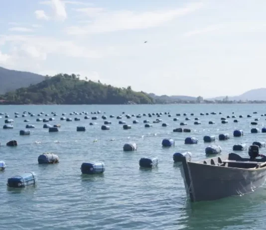 Governo de SC anuncia crédito emergencial para produtores de ostras após perdas na produção Cultivo de ostras em área de maricultura no litoral de Santa Catarina, com estruturas flutuantes distribuídas na água e embarcação de apoio, ilustrando a atividade produtiva beneficiada por crédito emergencial.
