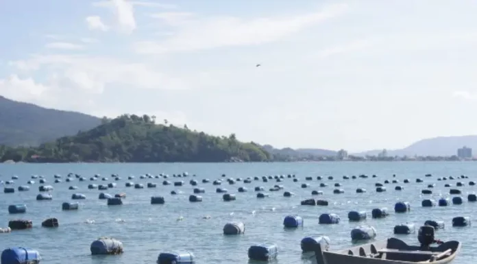 Cultivo de ostras em área de maricultura no litoral de Santa Catarina, com estruturas flutuantes distribuídas na água e embarcação de apoio, ilustrando a atividade produtiva beneficiada por crédito emergencial.