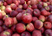 Maçãs colhidas em safra em Santa Catarina, ilustrando a produção e exportação da fruta no estado.