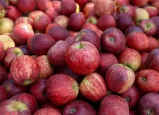 Maçãs colhidas em safra em Santa Catarina, ilustrando a produção e exportação da fruta no estado.
