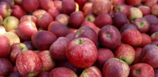 Maçãs colhidas em safra em Santa Catarina, ilustrando a produção e exportação da fruta no estado.