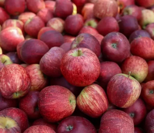 Maçãs colhidas em safra em Santa Catarina, ilustrando a produção e exportação da fruta no estado.