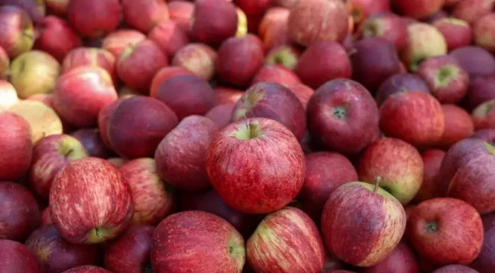 Maçãs colhidas em safra em Santa Catarina, ilustrando a produção e exportação da fruta no estado.