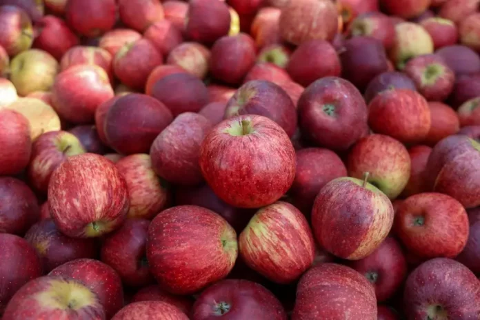 Maçãs colhidas em safra em Santa Catarina, ilustrando a produção e exportação da fruta no estado.