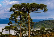 Manhãs frias e risco de temporais marcam o fim de semana em SC Paisagem na Serra catarinense com araucárias em destaque e neblina ao fundo, ilustrando o frio e as condições típicas do outono em Santa Catarina.